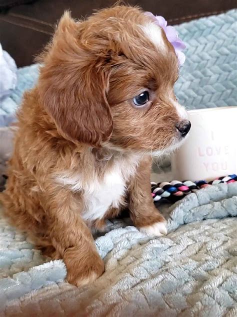 Mallo Teacup Cavapoo Girl Precious Doodle Dogs