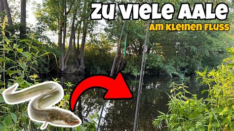 Aal Angeln Am Kleinen Fluss Erfolgreich Aale Im Minutentakt Fangen