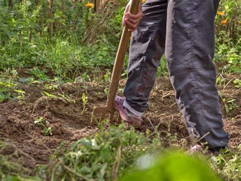 Spading Fork A Sturdy Tool For Down To Earth Gardeners