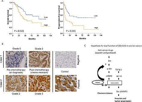 Figure From Col A Confers Chemoresistance On Ovarian Cancer Cells