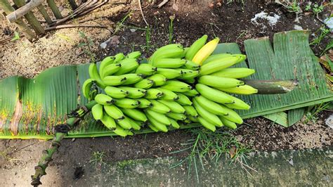 3 Tips Perawatan🍌 Pohon Pisang Agar Buahnya Besar Dan Lebat🌱🙂👍 Youtube