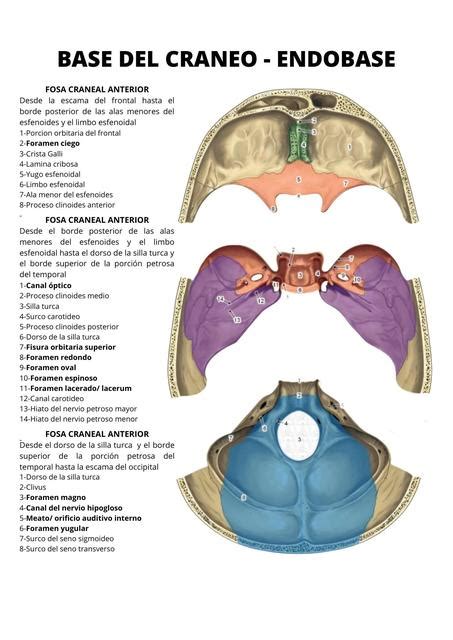 Fosas Craneales Fosa Craneal Fosa Craneal Udocz Images And Photos Finder