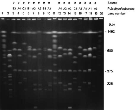 Pfge Of Sfi I Cleaved Dnas From L Longbeachae Serogroup Iso Lates