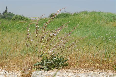 Salvia Palaestina Benth Plants Of The World Online Kew Science