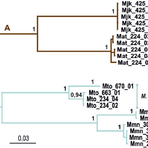 Bi Tree Of Clades A J Based On The Concatenated Mt Data Set Coi