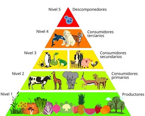 Qué es la cadena alimenticia NelyEduc