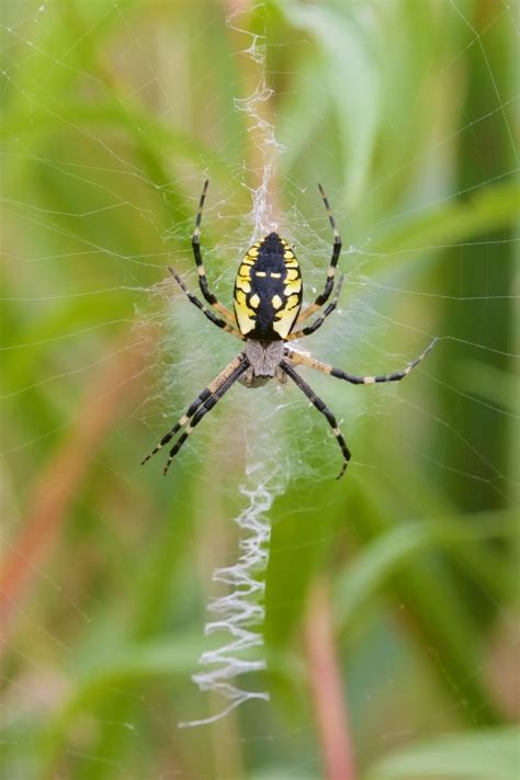 Argiope Aurantia The Arboretum