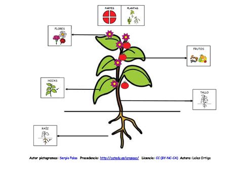 Las Plantas Mapas Conceptuales Arasaac Materiales Caa Science Porn