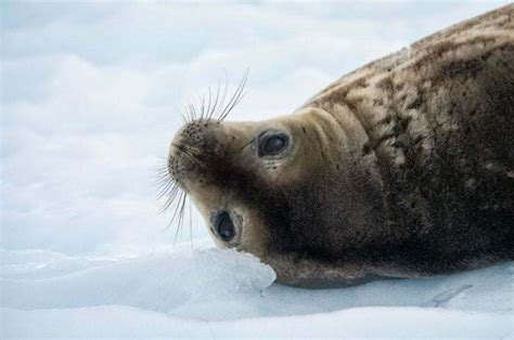 Weddell Sea MPA - Antarctic and Southern Ocean Coalition