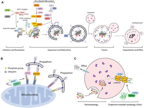 Figure 1 From The Emerging Roles Of Autophagy In Human Diseases