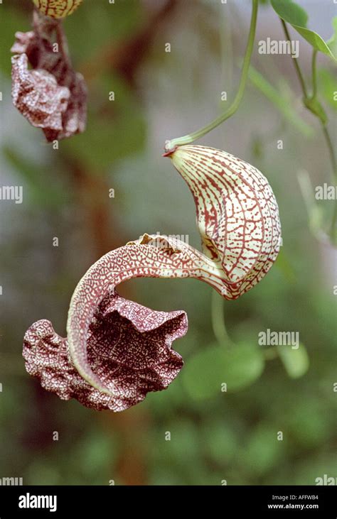 Calico Flower Aristolochia Littoralis Aristolochiaceae Stock Photo