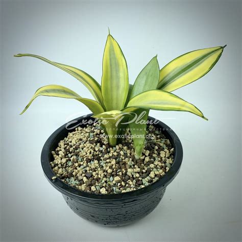 sansevieria cv Moonshine variegated - exoticplantshop.org
