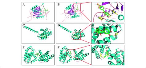 Binding Mode Of Quercetin And Apoptosis Related Targets A