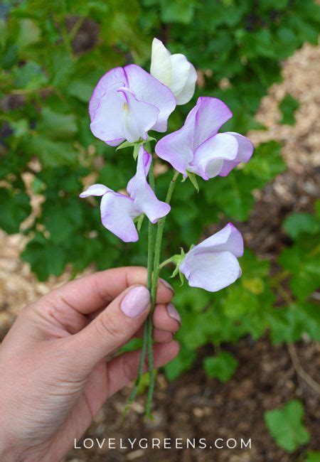 6 Easy Tips for growing Sweet Peas | Growing sweet peas, Sweet pea ...