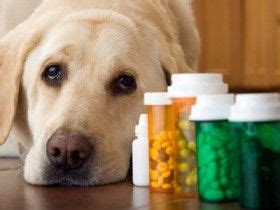 Uso De Medicamento Humano Em Cachorros E Gatos Material Do C O