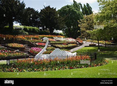 Floral Display And The Famous Swan In Stapenhill Gardens Burton Upon