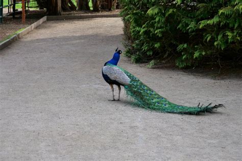 Animal peacock pride - Free photos on creazilla.com