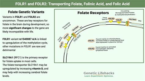 Folr1 And Folr2 Transporting Folate Folinic Acid And Folic Acid Into Cells