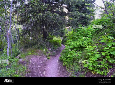 Hiking Trail To Lake Blanche Forest And Mountain Wasatch Front Rocky