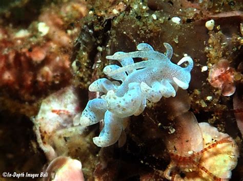 Phyllodesmium Hyalinum Nudibranch Bali