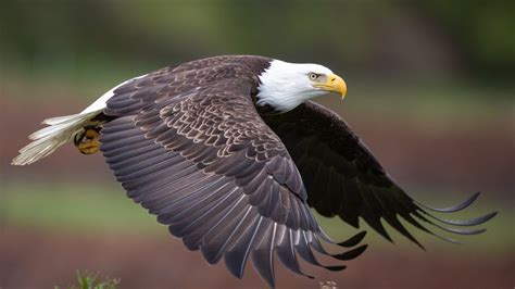 The bald eagle officially becomes America’s national bird – NBC New York