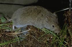 Voles: Damage management | Natural Resource Stewardship