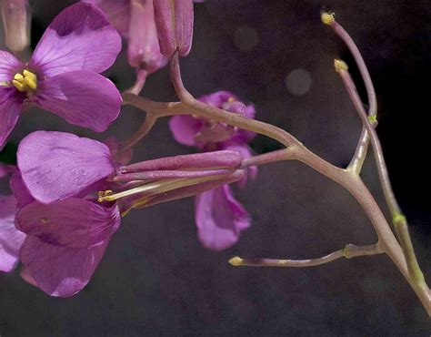 Moricandia moricandioides Boiss Heywood collejón morí Flickr