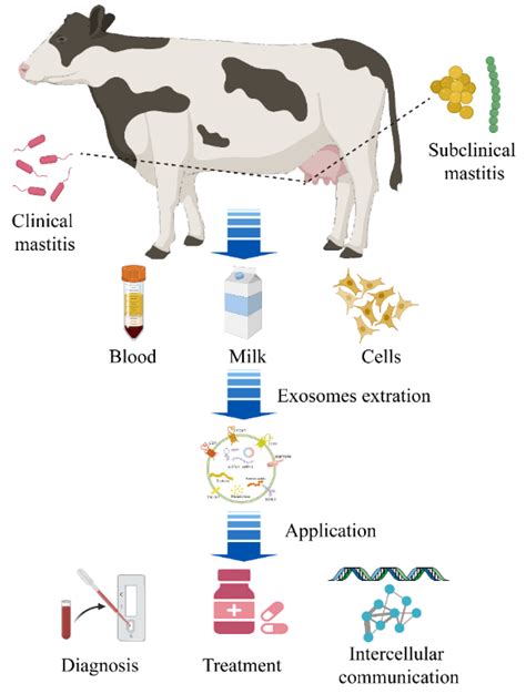 Mastitis In Cows