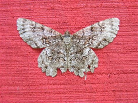 Tulip Tree Beauty Moth 1 Victor Slade Flickr