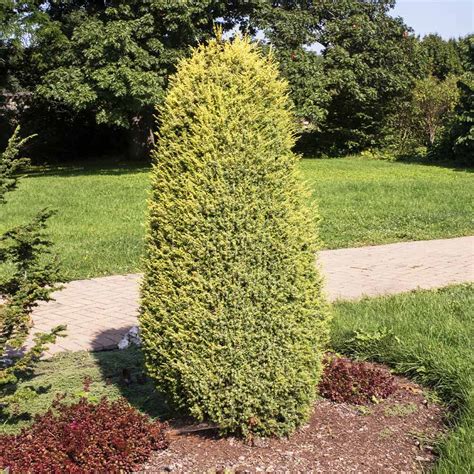 Gold Cone Junipers For Sale