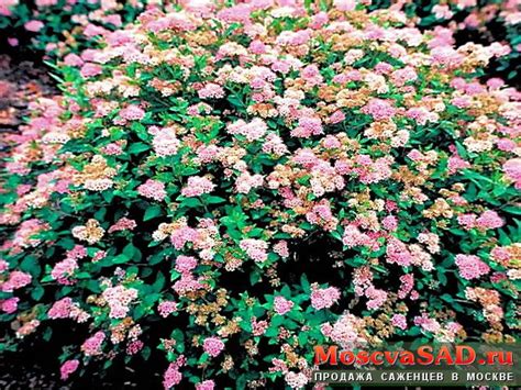 Купить саженцы Спирея японская в Москве и Подмосковье