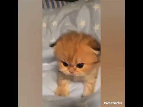 Агро кот - YouTube