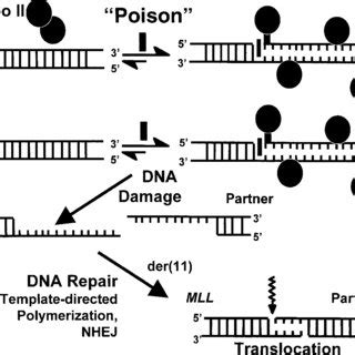 Single Strand Nick Model Of Dna Topoisomerase Ii Mediated Damage In