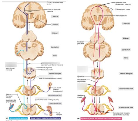 Diagram Of Ascending Descending Tracts Of Spinal Cord Quizlet