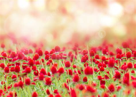 Big Amaranth Red Flower Bokeh Light Effect Wallpaper Background, Virtual, Light Effect ...