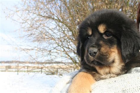 Tibetan Mastiff