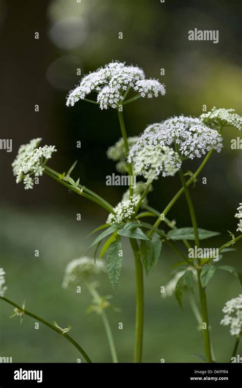 Ground Elder Hi Res Stock Photography And Images Alamy