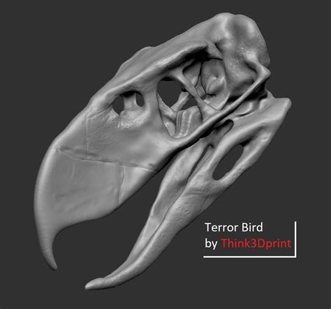 STL file Terror bird skull - Andalgalornis 🐦 ・Template to download and ...