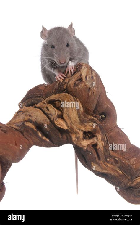 rat on root Stock Photo - Alamy