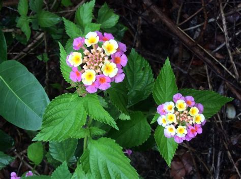 Invasive Exotic Plants U S National Park Service