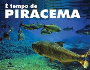 Qual O Período Da Piracema - Começa o período de piracema em Mato Grosso - Formad