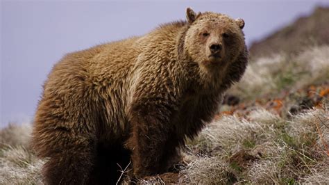 Grizzly Bears In California The Dream Lives Gv Wire Explore