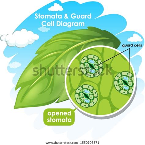 Diagram Showing Stomata Guard Cell Illustration Stock Vector (Royalty ...