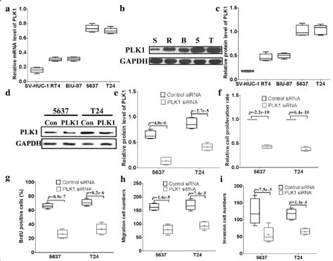 PLK1 knock-down hinders cell proliferation, invasion and migration. The ... 