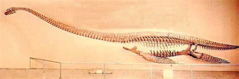 Elasmosaurus Skeleton