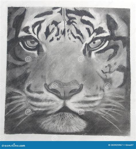 Hand Draw Sketch Of Tiger Head Stock Illustration Illustration Of