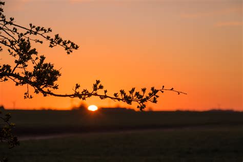 Wallpaper Sunlight Landscape Sunset Nature Sky Field Branch