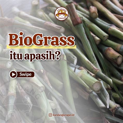 Jual BB Biogen Rumput BioGrass Bibit Pakan Ternak Unggulan