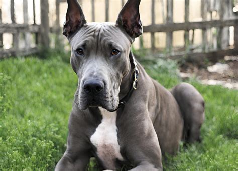 Great Dane Pitbull Mix: The Best of Both Breeds