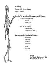 Superficial Back And Posterior Shoulder Pdf Osteology Pectoral